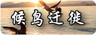 候鳥(niǎo)遷徙